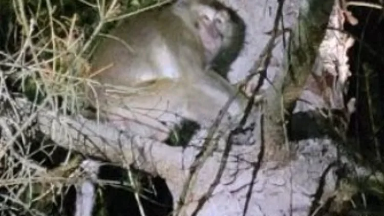 ארה"ב: חיפושים אחר 4 קופים שברחו ממשאית שהתהפכה בדרכה למעבדה
