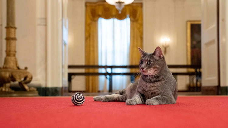 ווילו, החתולה הנשיאותית של ג'ו וג'יל ביידן בבית הלבן