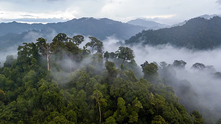 יערות גשם, יערות הגשם באמזונס