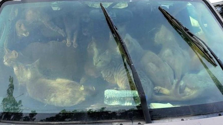 47 חתולים בתוך רכב בארה"ב