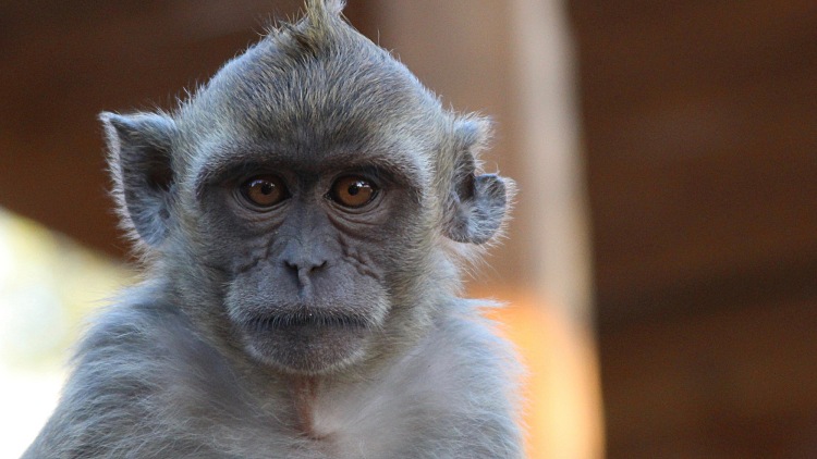 מקלט הקופים- צילום פיטר נוך
