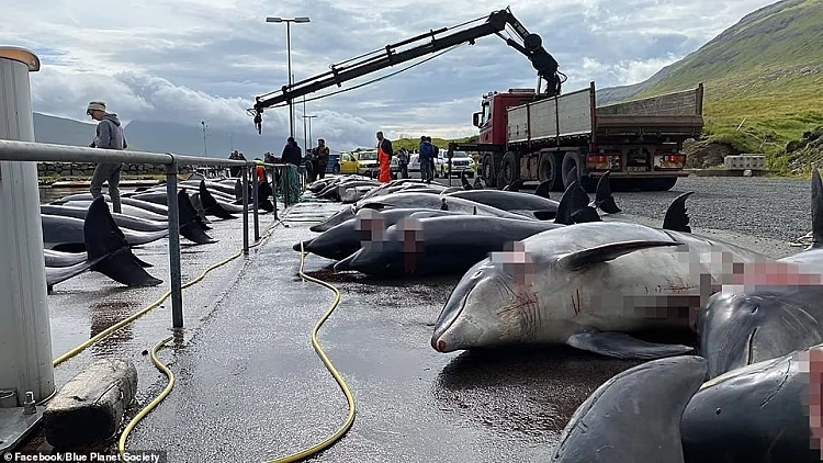 הים נצבע אדום: טבח מחריד של 100 דולפינים באיי פארו