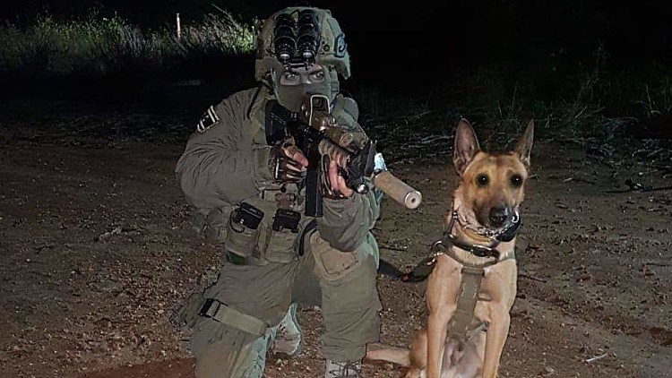 הכלבן של "זילי": "כלב מת תופס יותר הד מילדה פלסטינית הרוגה"