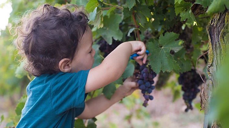 יין ישמח לבב אנוש: פעילות קיץ מהנה לילדים ומבוגרים כאחד
