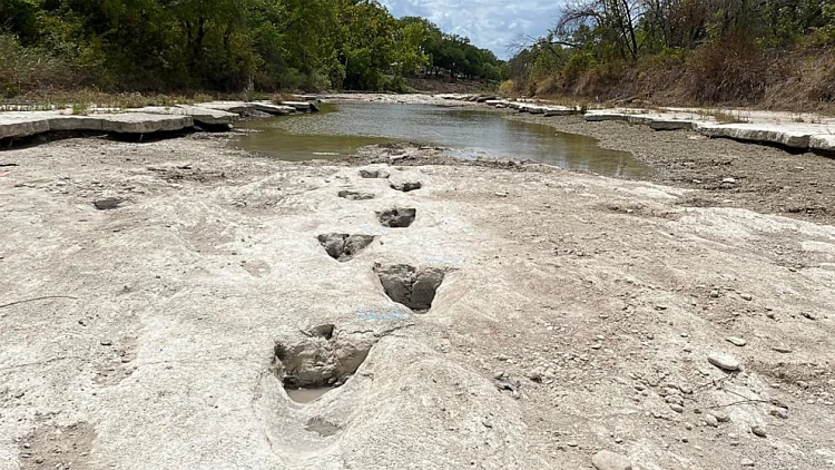 בעקבות הבצורת: עקבות דינוזאור בנות 113 מיליון שנה התגלו בטקסס