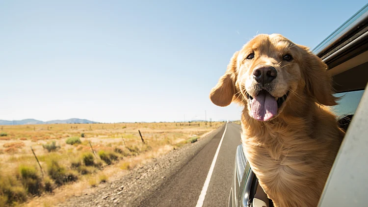 Golden,retriever,dog,on,a,road,trip