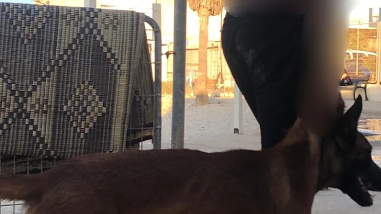 העיף באוויר וזרק למים: תושב חיפה חשוד בהתעללות בכלבו