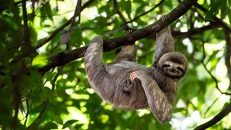 Cute,sloth,hanging,on,tree,branch,with,funny,face,look,