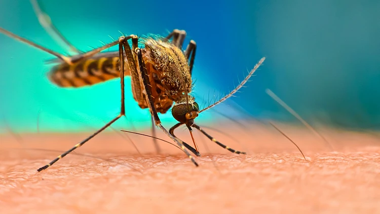 בעקבות עקיצת יתוש: 2 תושבי ת"א במצב קשה בשל קדחת הנילוס