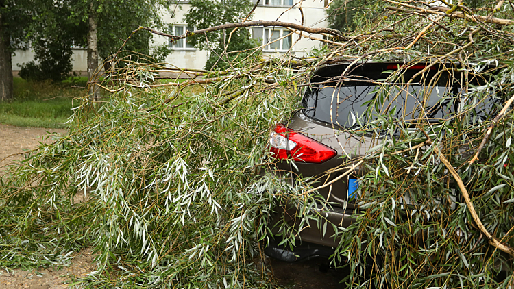 A,tree,fell,on,the,car,due,to,strong,wind.