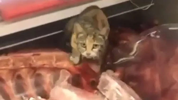 תיעוד מסניף של רמי לוי: חתול מהלך בתוך מקרר הבשר