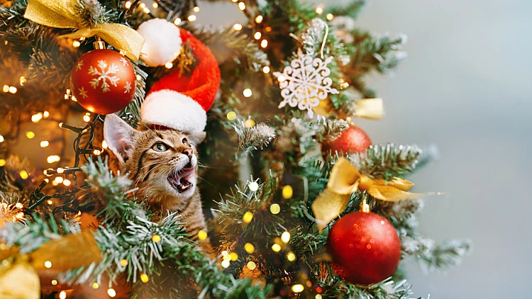 A Cat In A Santa Hat Looks Out From Behind The Branches Of A Decorated Christmas Tree And Licks His Lips Sweetly
