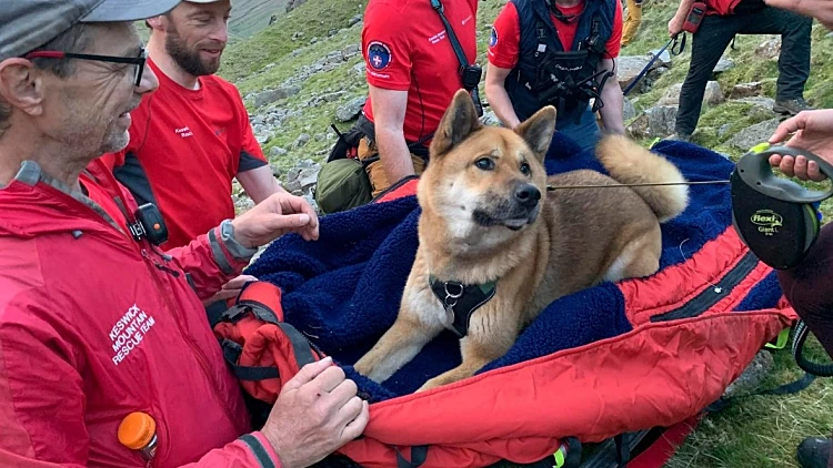 "מותש ופצוע": הכלב שחולץ במבצע מיוחד מפסגת ההר הגבוה באנגליה