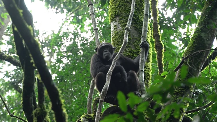 הפנינה של אפריקה: מסע באוגנדה בין נופים, שימפנזות - ומתנדבים