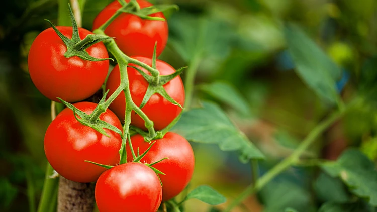 Ripe,tomato,plant,growing,in,greenhouse.,tasty,red,heirloom,עגבניות, עגבניה, עגבנייה.