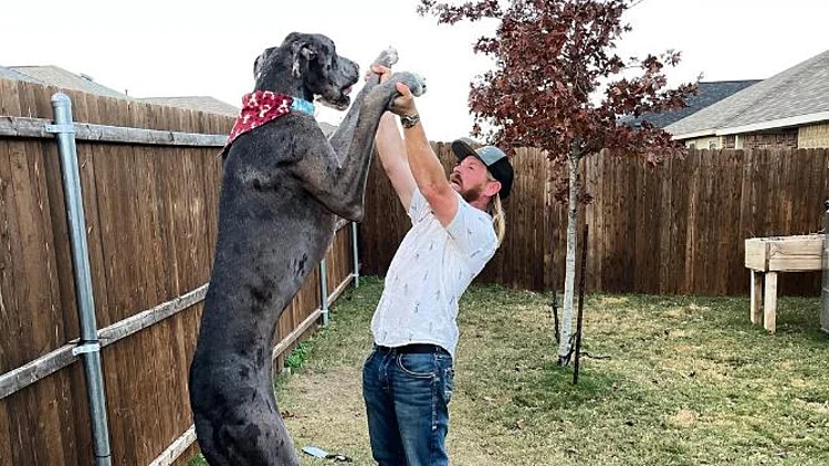 זאוס, כלב דני ענק, שיאי גינס
