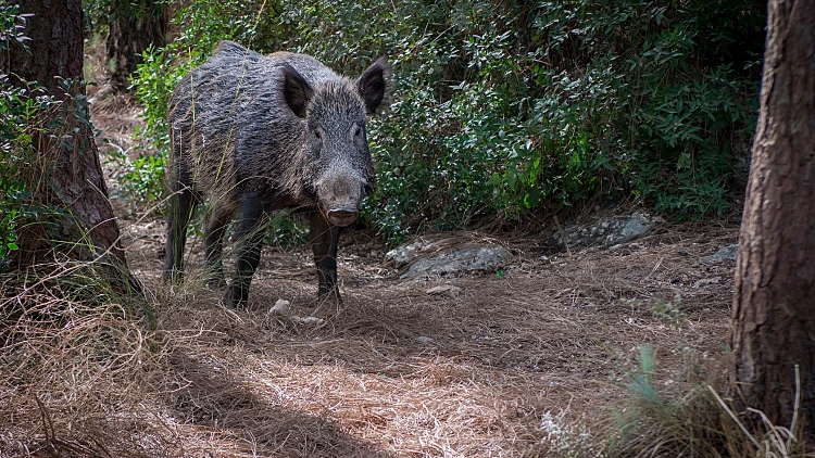 Scary,and,beautiful,wild,boar,in,the,forest