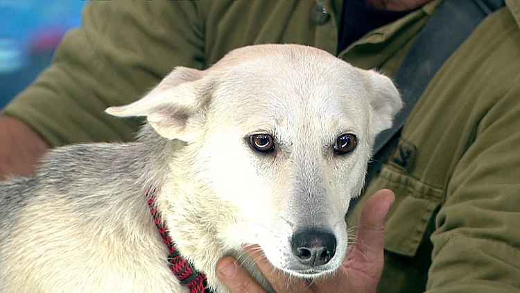"לא יכולנו להתעלם ממנה": הכלבה נובה חולצה מהתופת בעוטף עזה