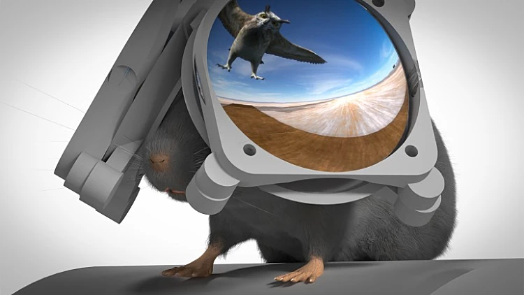 חידוש מוזר: מדענים פיתחו משקפי VR עבור עכברים