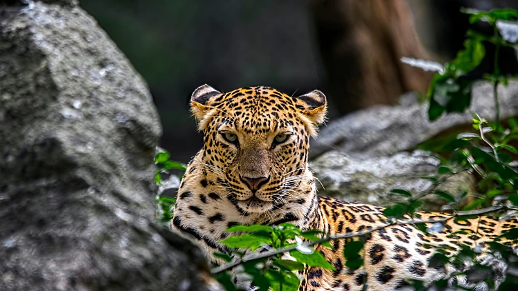 Indian,leopard,in,its,natural,habitat