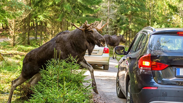 Moose,bull,climbing,up,on,dirt,road,in,front,of