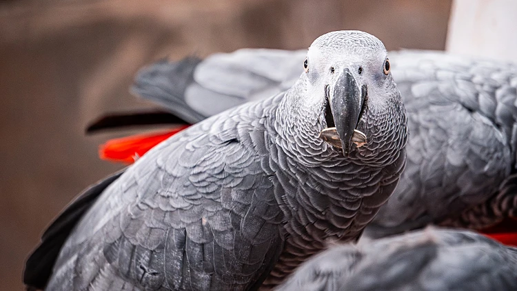 Cute,gray,parrot,in,the,zoo.