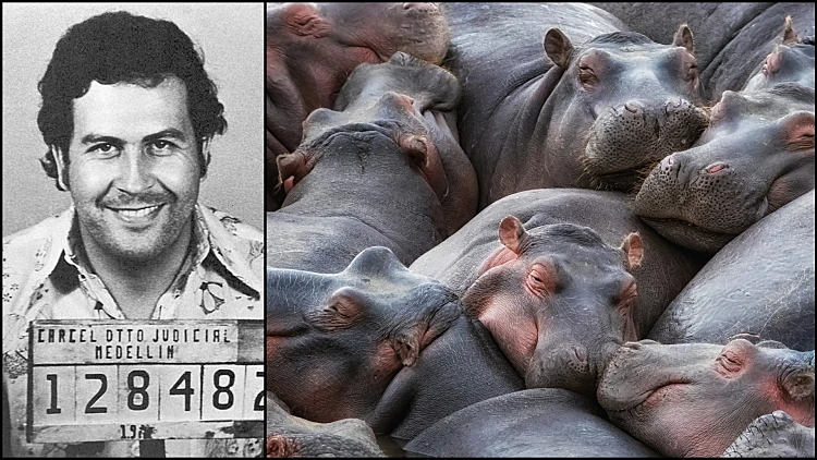 Pablo Escobar Hippo 2