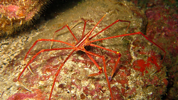 Stenorhynchus,lanceolatus,(spider,crab)