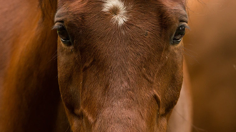 Close,up,photograph,of,a,bay,horses,face,and,eyes