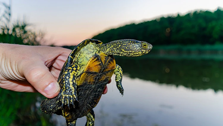 A,fisherman,holds,a,european,pond,turtle.,this,is,a