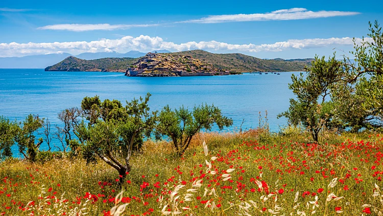 Spring,in,crete, ,poppies,,olives,against,the,background,of