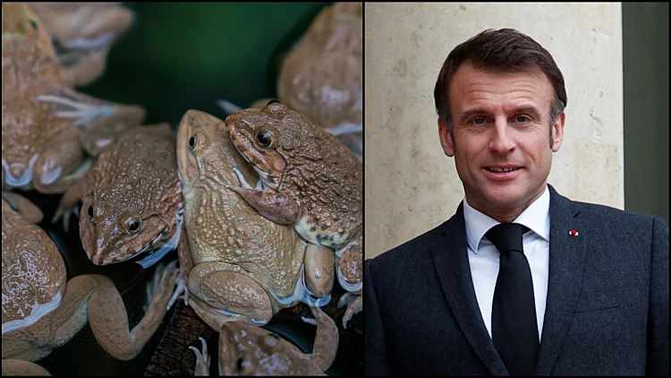 Frogs Macron