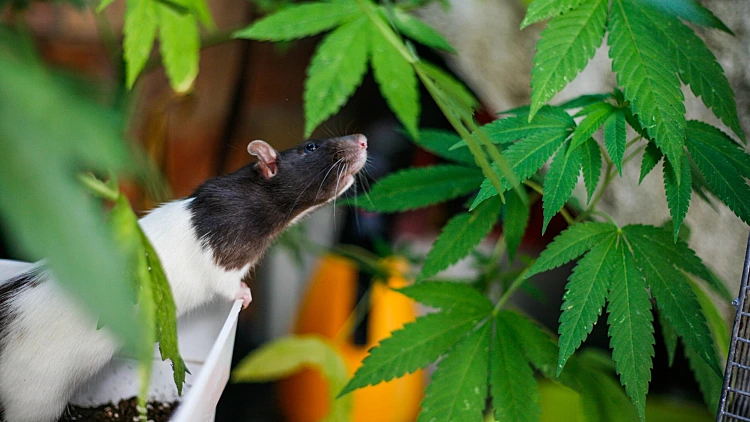 Cute,pic,of,a,rat,smelling,a,plant