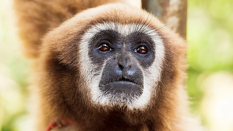 Monkey,,brown,gibbon,or,lar,gibbon,,thailand