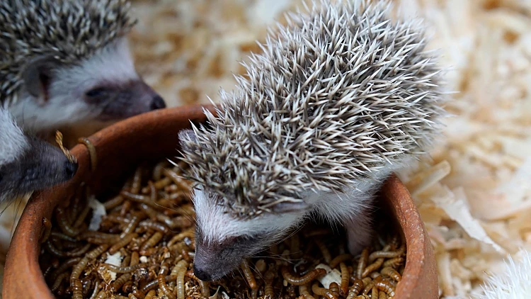 The,european,hedgehog,are,eating,the,worms,in,the,bowl.
