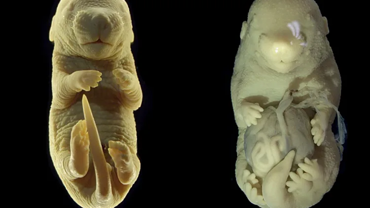 אופס! מדענים יצרו בטעות עכבר עם רגליים במקום איברי מין