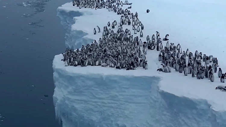 תיעוד מרהיב מאנטרטיקה: פינגווינים צעירים עושים צעדים ראשונים