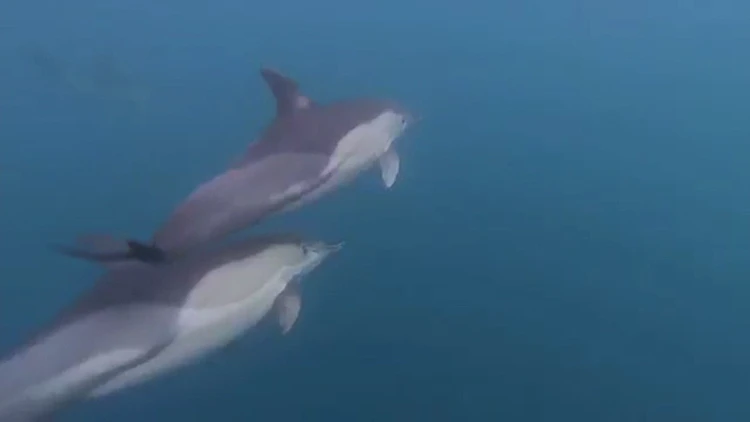 הדולפינים הגיעו לביקור: מסע ימי  לאורך חופי ישראל