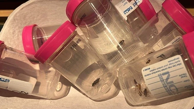 בית החולים שהתגלה כשורץ חרקים מרגיע: "הם לא נושכים"