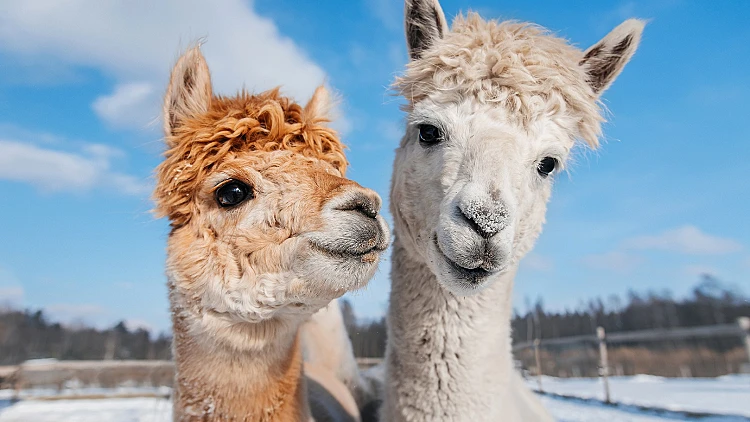 Two,lovely,alpacas,in,winter.,south,american,camelid.