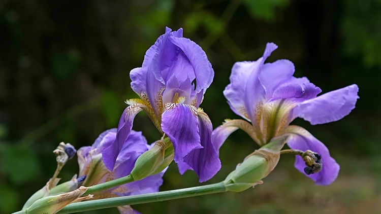 Spring,flowering,of,wild,iris,mesopotamian,(lat. ,iris,mesopotamica)
