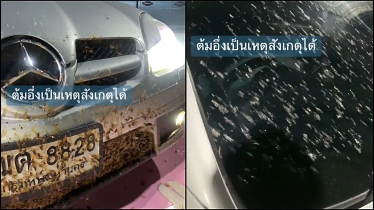תאילנד: כמעט עשה תאונה והאשים את המקומיים כי הם אוכלים צפרדעים