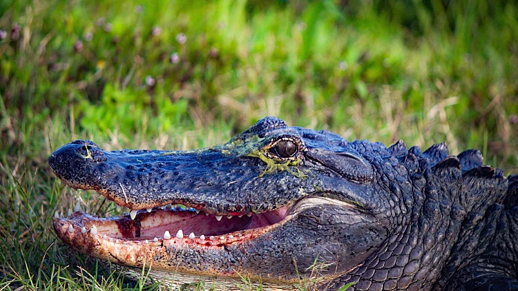 American,alligator,with,bloody,mouth