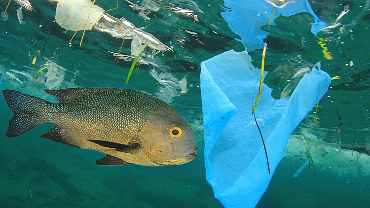 Fish,swims,among,plastic,ocean,pollution.,seafood,contamination,problem