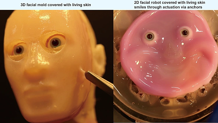 מדענים פיתחו פנים רובוטיים עם עור חי