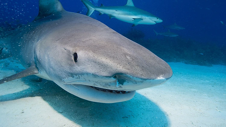 Tiger,shark,head,shot,in,clear,blue,water,with,caribbean