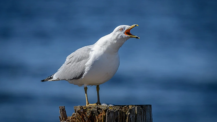 Seagull,standing,on,wooden,post,while,calling,with,beak,open