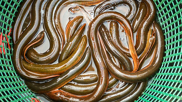 Fresh,eels,fish,in,basket,for,sale,in,the,local