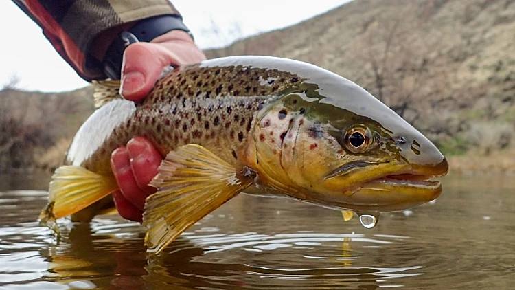 Wild,brown,trout,caught,and,released,in,early,spring,on