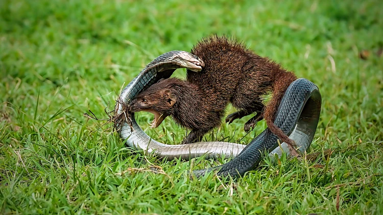 Javan,mongoose,or,small,asian,mongoose,(herpestes,javanicus),fighting,with